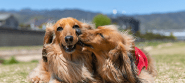 Featured Dog