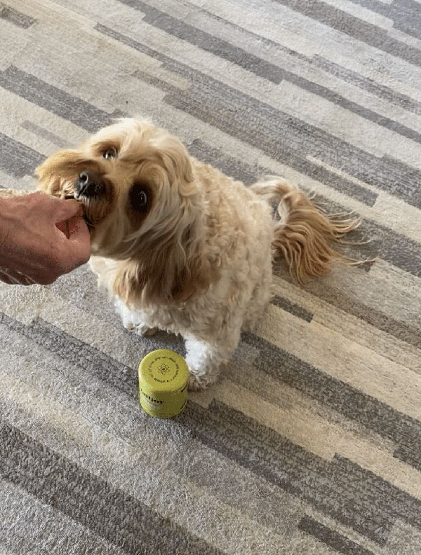 Ollie comes running for Superhero