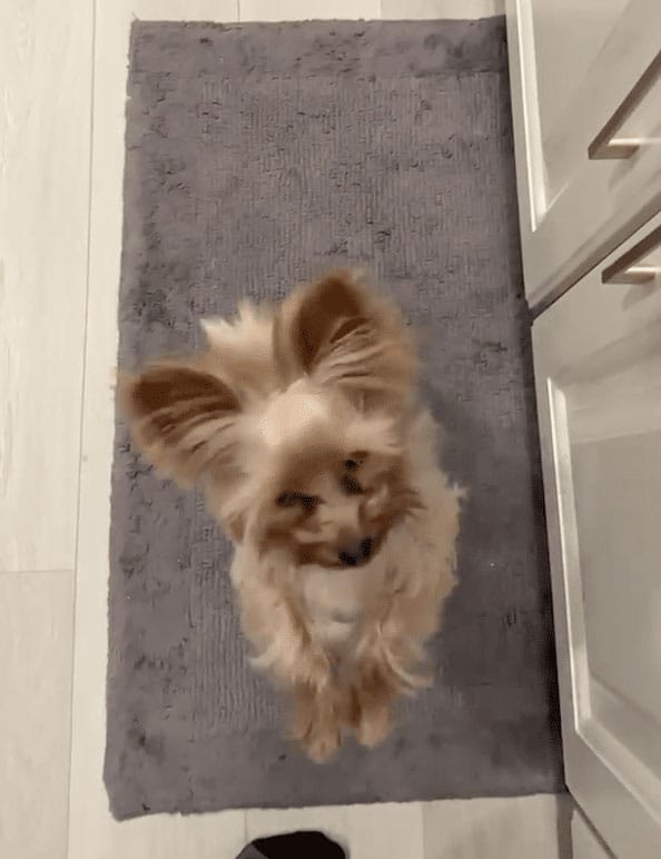 Picky pup jump for Superhero